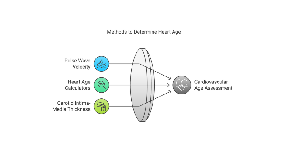 determine heart age