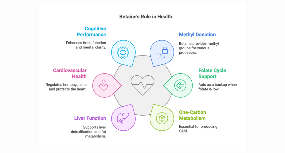 betanie (TMG) benefit