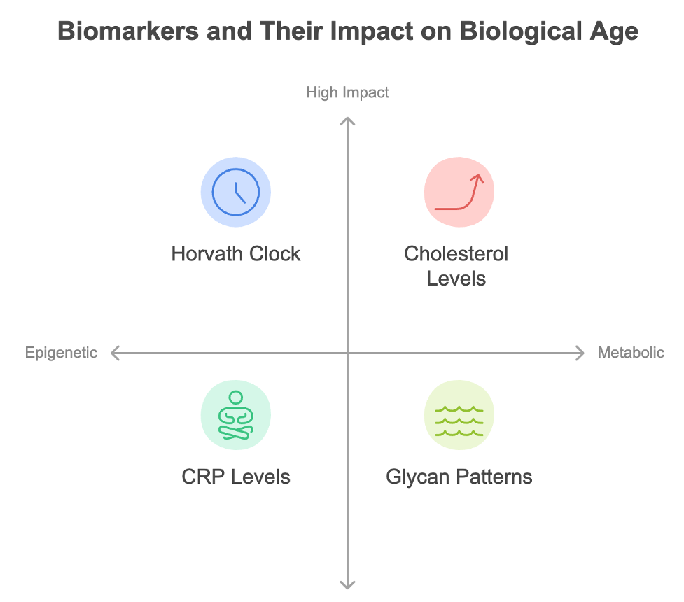 biomarkers and their impact on biological age