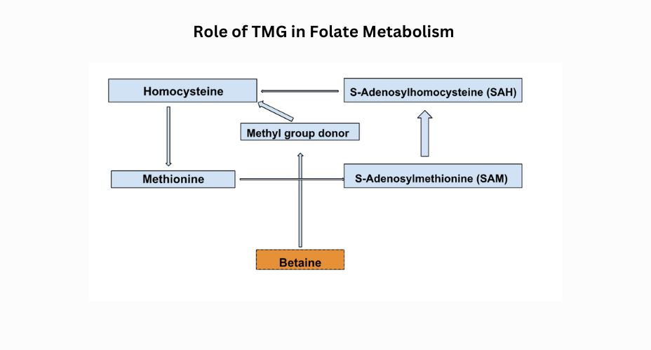 TMG in Folate Metabolism
