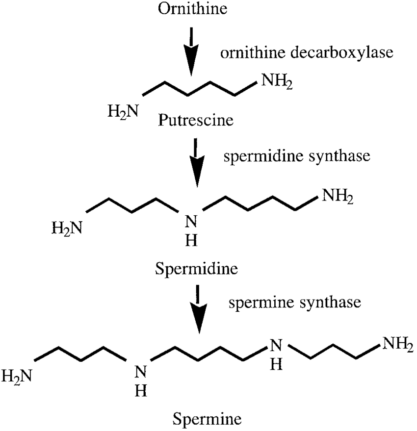 spermidine source